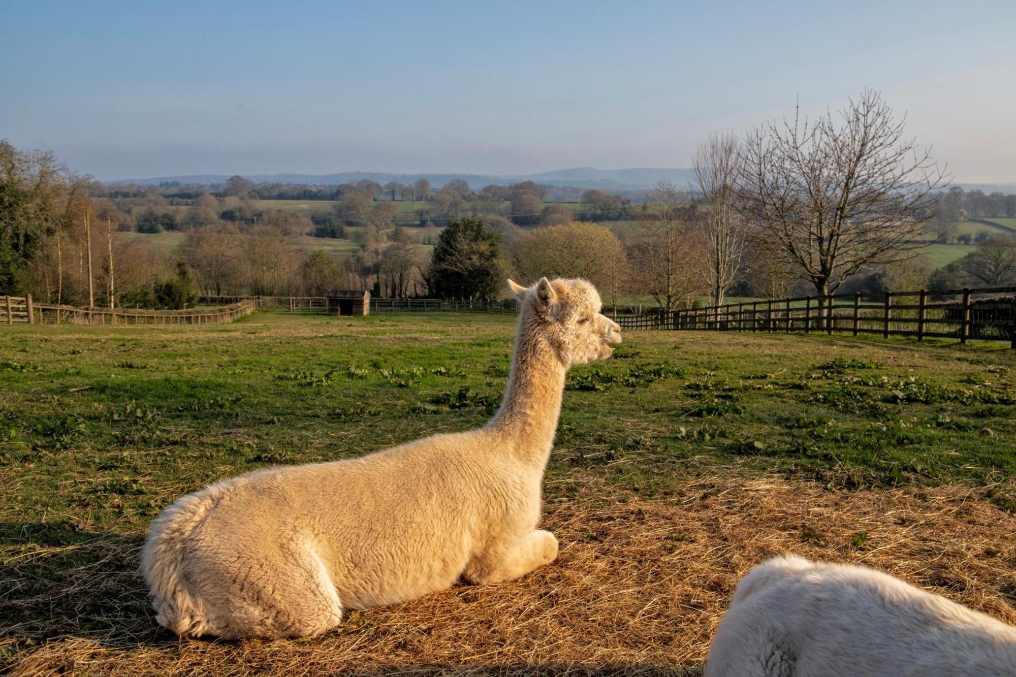 Charlie'S Cottage With Alpacas And 7Mins Drive To Alton Towers Denstone Exterior photo